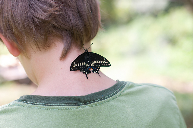 black swallowtail