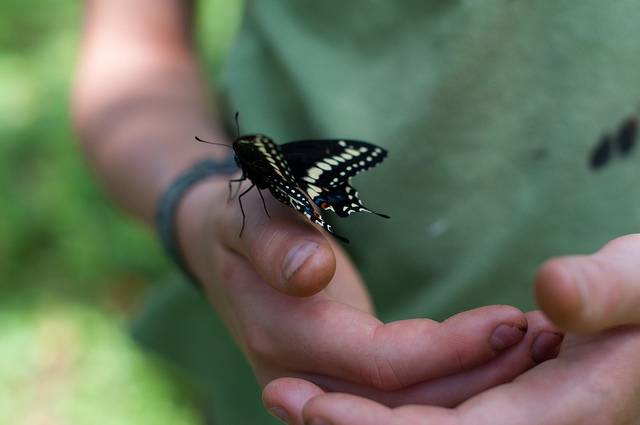 black swallowtail