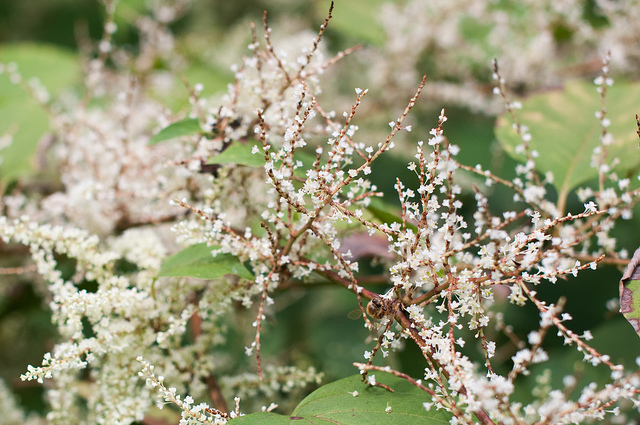 honeybees in the pesky field