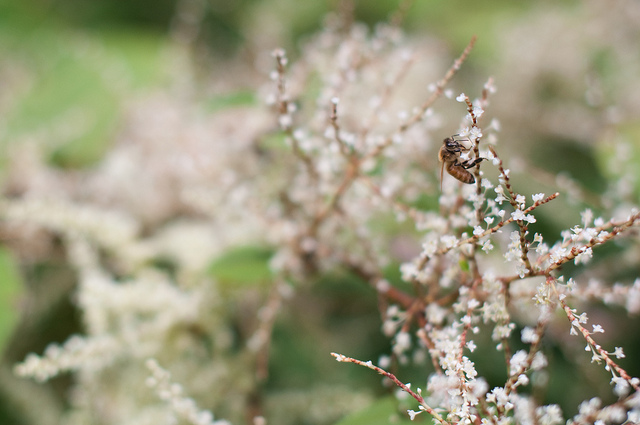 honeybees in the pesky field