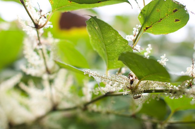 honeybees in the pesky field