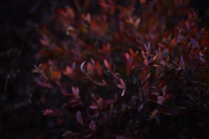 DSC_2657