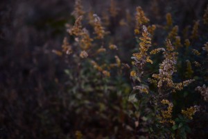 DSC_2659