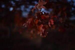 DSC_2720