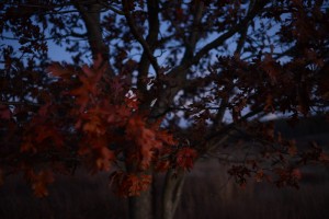 DSC_2726