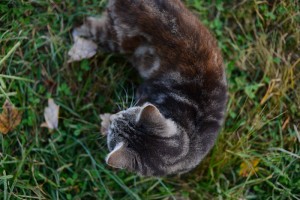 DSC_3710