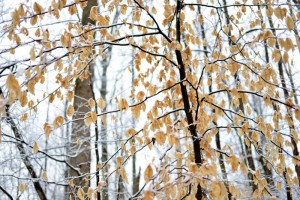 DSC_1319-2